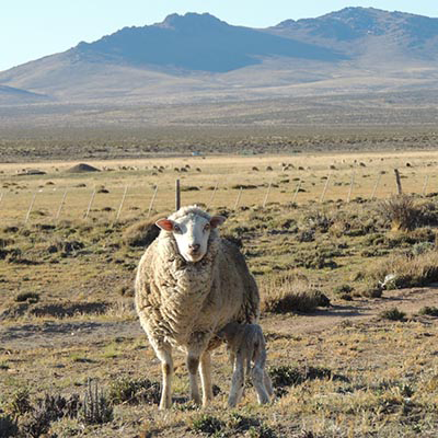 Desarrollo Armonico